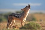 Jackals Image-large
